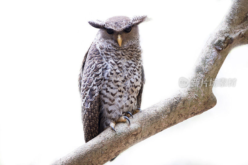 鹰鸮鸟:亚成虫斑腹鹰鸮(Bubo nipalensis)